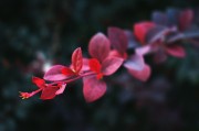 夢中重逢，思念無盡——我的母親，夢中重逢，思念無盡——懷念母親的情感之旅