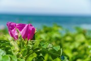 夢中淚落，情感之海