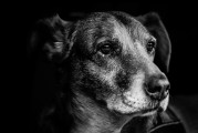 夢(mèng)中犬語(yǔ)，解讀夢(mèng)到許多狗的奧秘