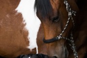 小馬游戲大全，下載、體驗全境，暢玩小馬游戲，全部游戲的下載與體驗指南