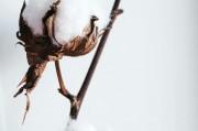 如何理解鐵鷹期權(quán)的策略特點(diǎn)？這些特點(diǎn)在實際操作中有何作用？