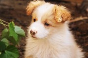 犬舍注冊全攻略，流程、注意事項(xiàng)及必備材料，一站式指南，犬舍注冊全解析