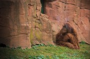 我的動物園的游戲免費，動物園游戲，享受寓教于樂的動物世界