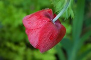 懷孕期間夢(mèng)到花的神秘寓意，懷孕期間夢(mèng)到花的神秘寓意