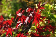 紅衣之夢(mèng)，一場(chǎng)色彩斑斕的夢(mèng)境探索，紅衣之夢(mèng)，色彩斑斕的夢(mèng)境探索