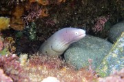 夢里夢到蛇，探索夢境中的神秘生物，夢里神秘生物，蛇的探索