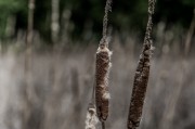 夢中折枝，探尋心靈與自然的微妙聯(lián)系，夢中折枝，心靈與自然的微妙聯(lián)系探索