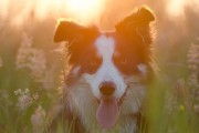 媽媽夢中的神秘之犬，媽媽夢中的神秘之犬，犬影幻夢