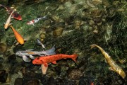 夢(mèng)到魚和水，預(yù)示著什么？，夢(mèng)到魚和水，預(yù)示的寓意與解析