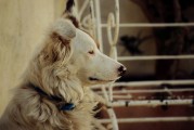 夢中尋犬記，小狗丟失后的奇跡重逢，夢中尋犬記，奇跡重逢的感人故事