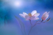 夢(mèng)中的畫(huà)眉之歌，詩(shī)意與生活的交響，夢(mèng)中之畫(huà)眉之歌，詩(shī)意與生活的交響樂(lè)章