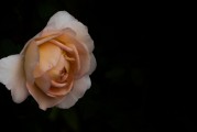 夢(mèng)到拜觀音，心靈深處的祈愿與感悟，夢(mèng)拜觀音，心靈深處的祈愿與感悟