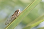 夢(mèng)中的蟬鳴，夢(mèng)中的蟬鳴聲