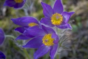 鮮花游戲免費(fèi)體驗(yàn)，超值！鮮花游戲免費(fèi)體驗(yàn)，讓生活更浪漫