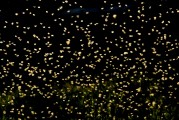 光盤(pán)游戲的誘惑與追求，免費(fèi)模式的未來(lái)展望，免費(fèi)與付費(fèi)，光盤(pán)游戲的新趨勢(shì)及未來(lái)展望