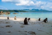 夢境中的猴子之旅，夢境中的猴子之旅之旅的奇幻探索