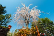 夢(mèng)中的大櫻桃，一場(chǎng)甜蜜的奇幻之旅