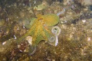 夢(mèng)到魚(yú)的神秘之旅，夢(mèng)到魚(yú)的神秘之旅