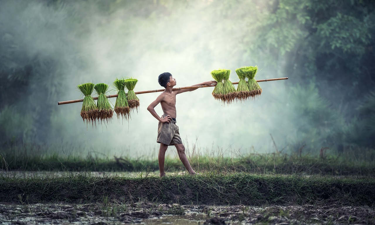 夢到插秧，解讀夢境中的農(nóng)業(yè)勞動
