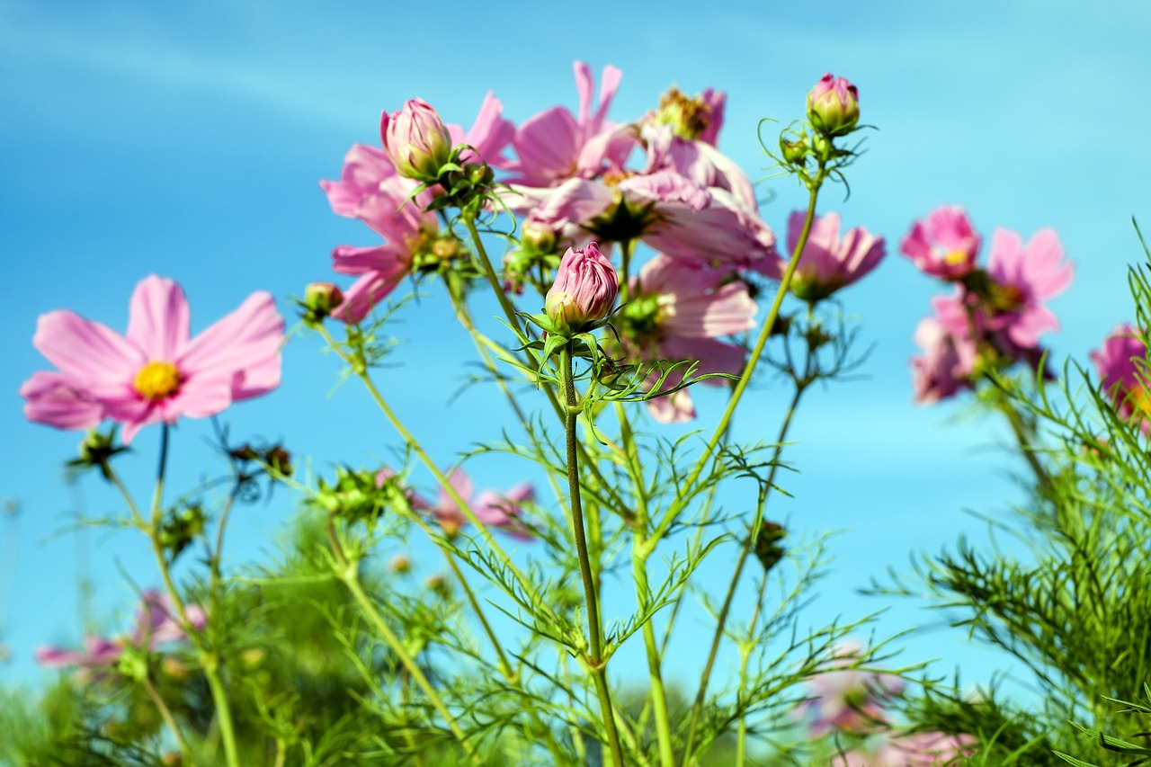 夢(mèng)中的鮮花盛開