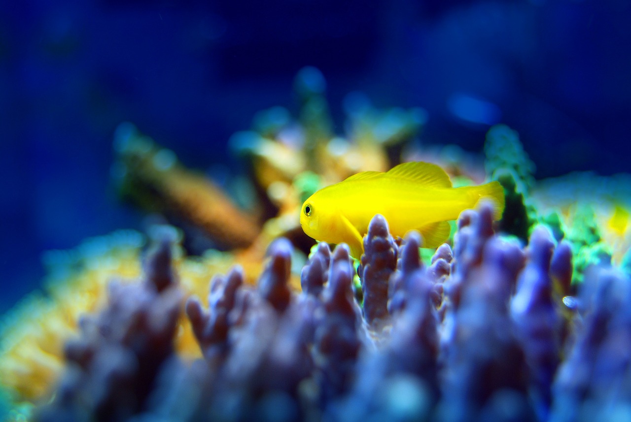 夢(mèng)中的魚之海，一場(chǎng)與小魚的奇妙邂逅