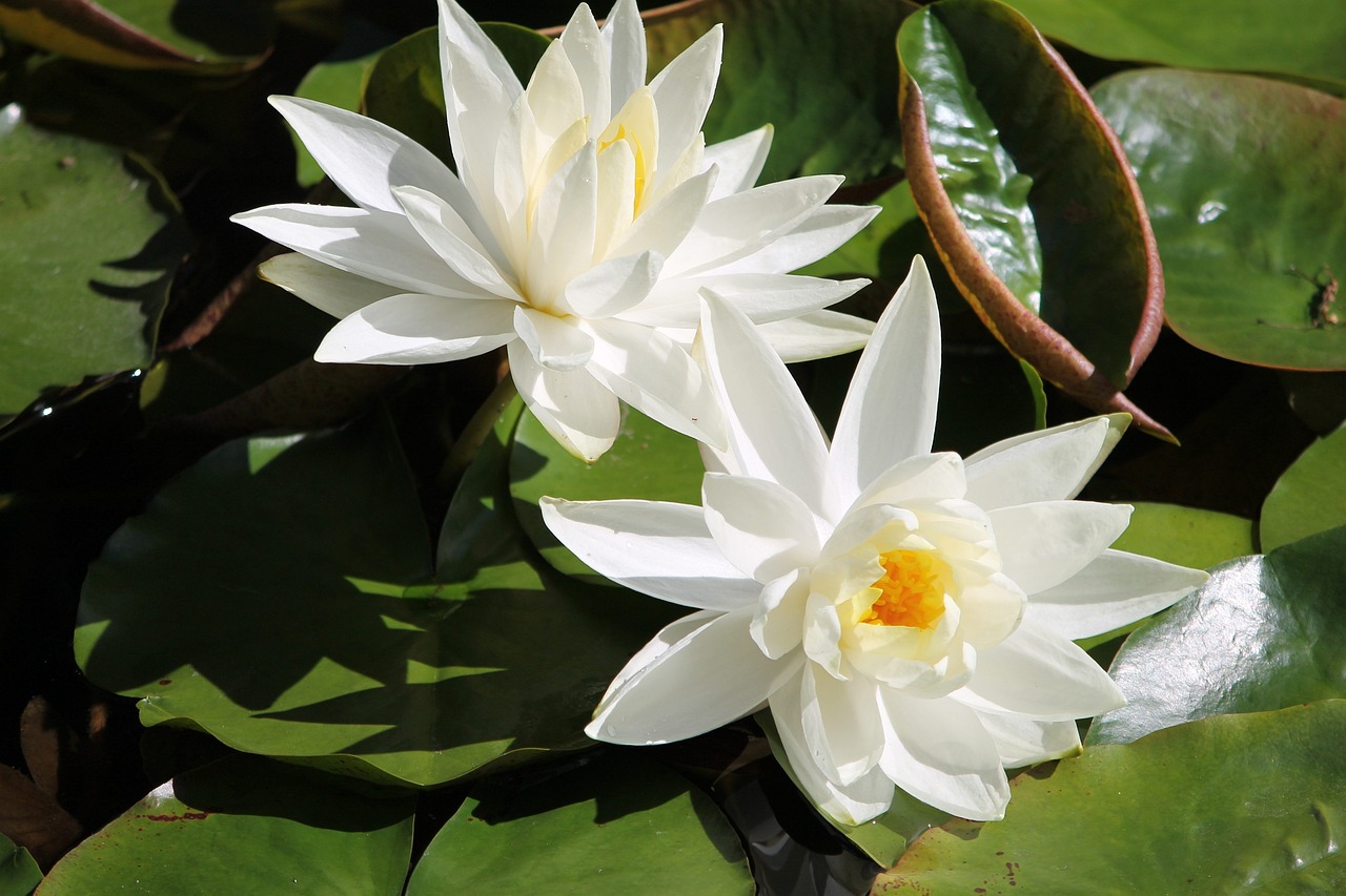 夢中親人喜結(jié)連理，情感交織的奇妙體驗