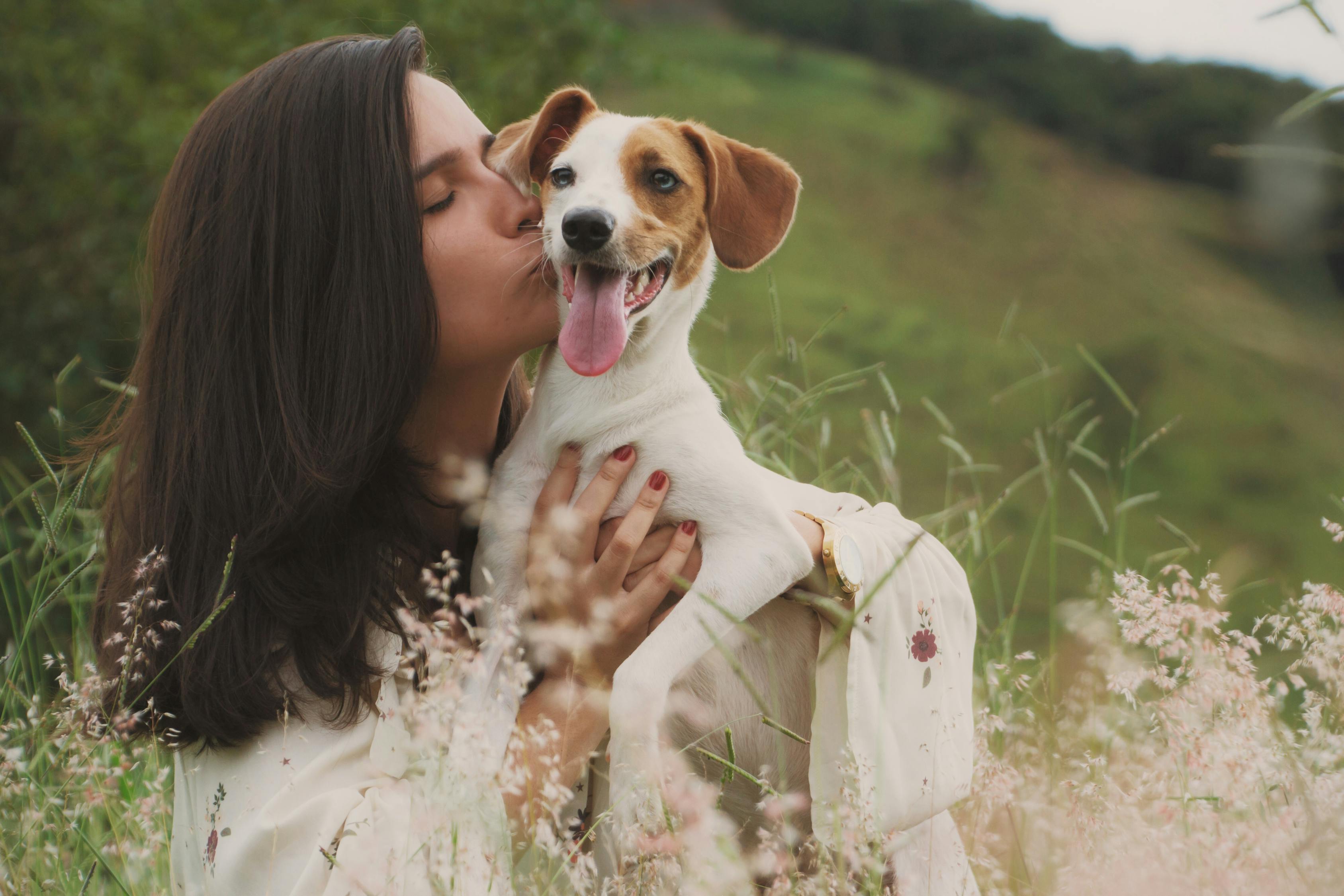 夢(mèng)中狗影，一場(chǎng)與眾多犬只的奇妙邂逅