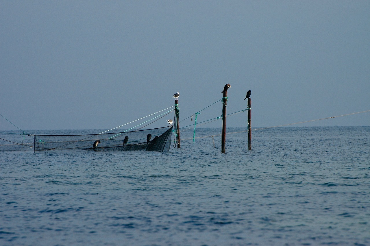 夢(mèng)中的魚(yú)影，一次自我探索的殺魚(yú)夢(mèng)