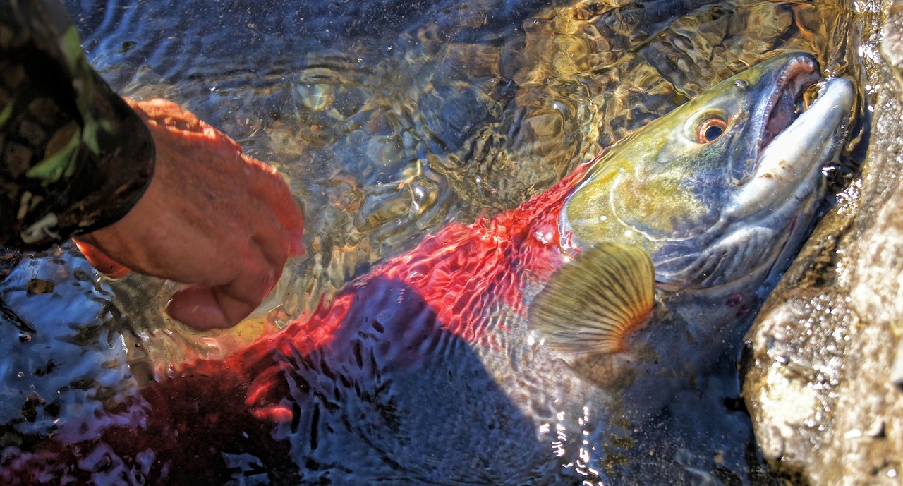 夢(mèng)中魚(yú)影——釣魚(yú)魚(yú)跑的遐想