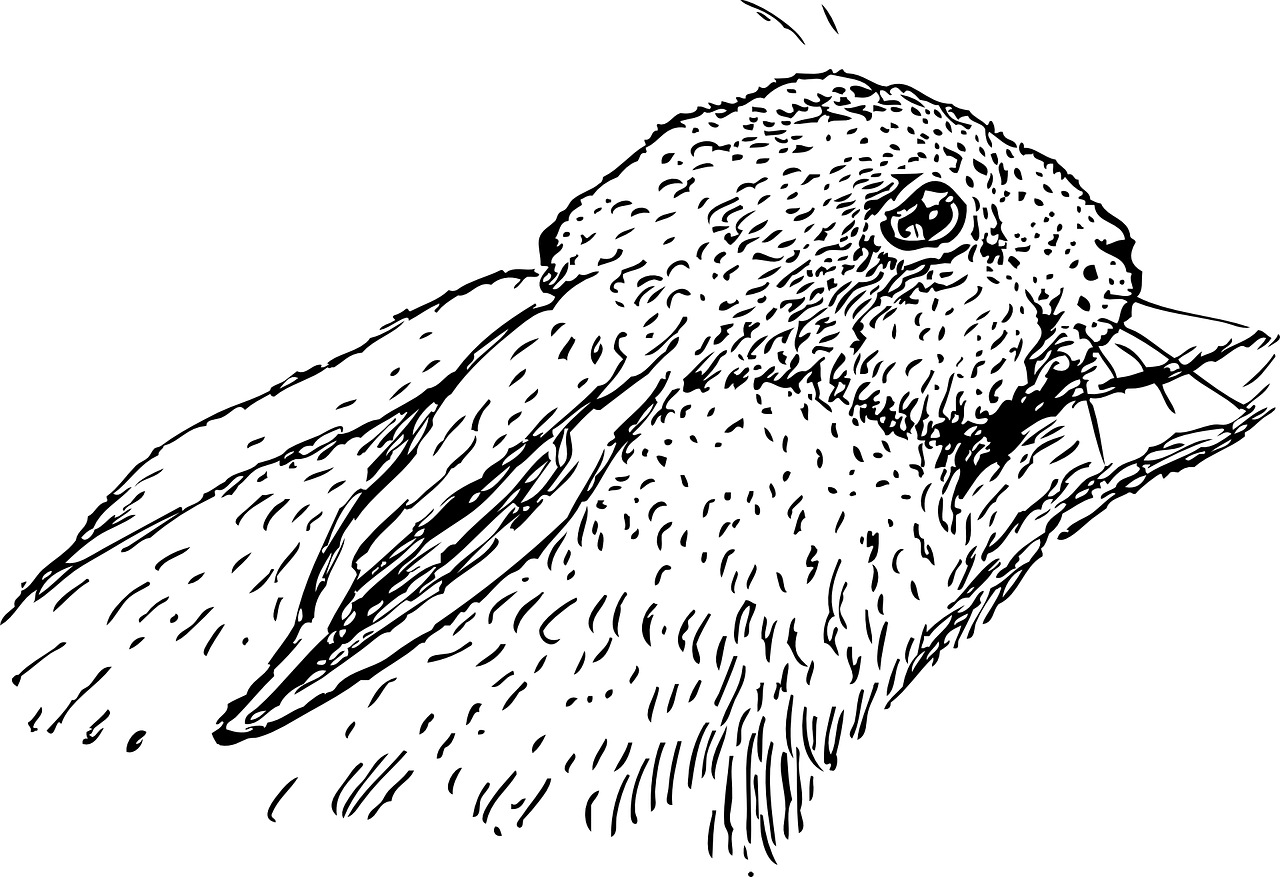 夢境中的老鼠與兔子，一場奇妙的探索
