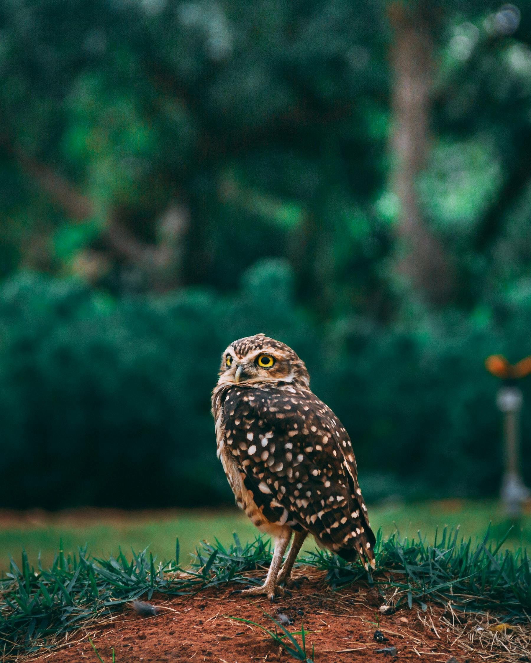 夢中的小動物世界，一場奇妙的夢境之旅