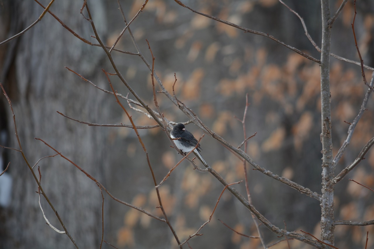 夢(mèng)到抓鳥，寓意與解讀