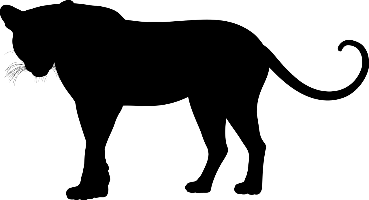 夢(mèng)中的貓影，解讀夢(mèng)到貓抓的深層含義