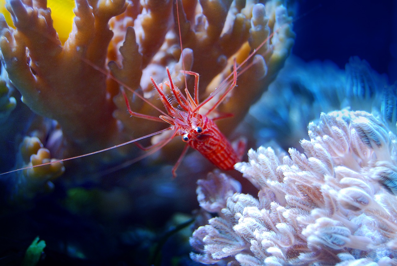 夢游水族世界，魚與蝦的神秘夢境