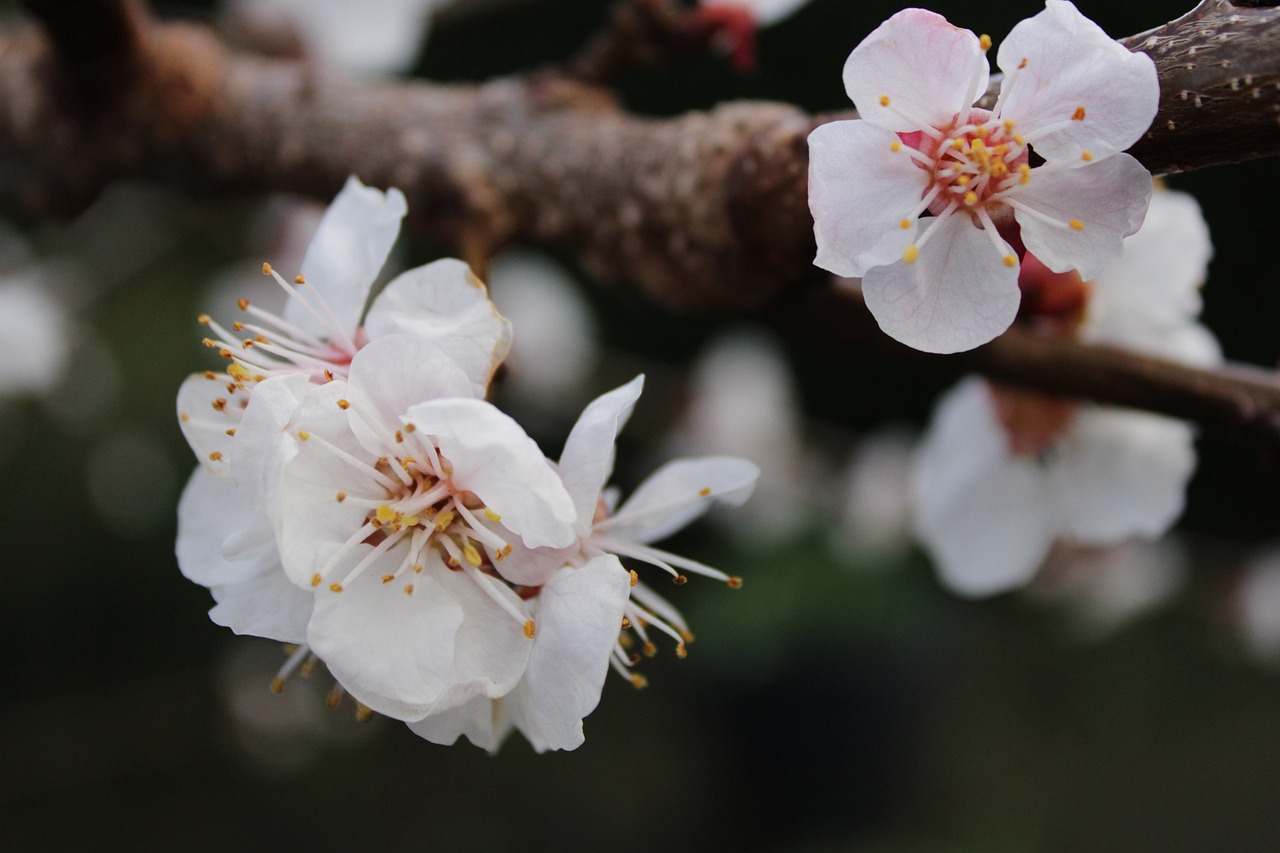 夢(mèng)中樹開花，寓意何在？