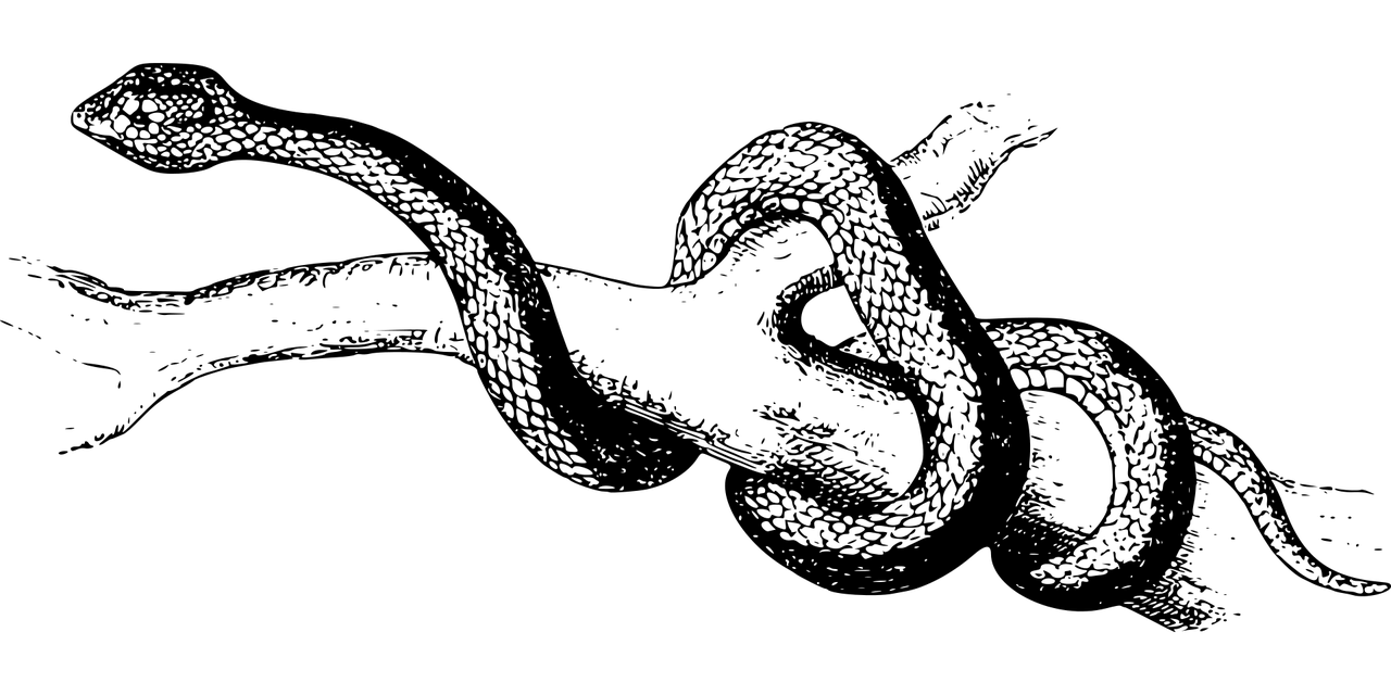 夢(mèng)魘之蛇，蛇咬手之謎，夢(mèng)魘之蛇，蛇咬手之謎的解析