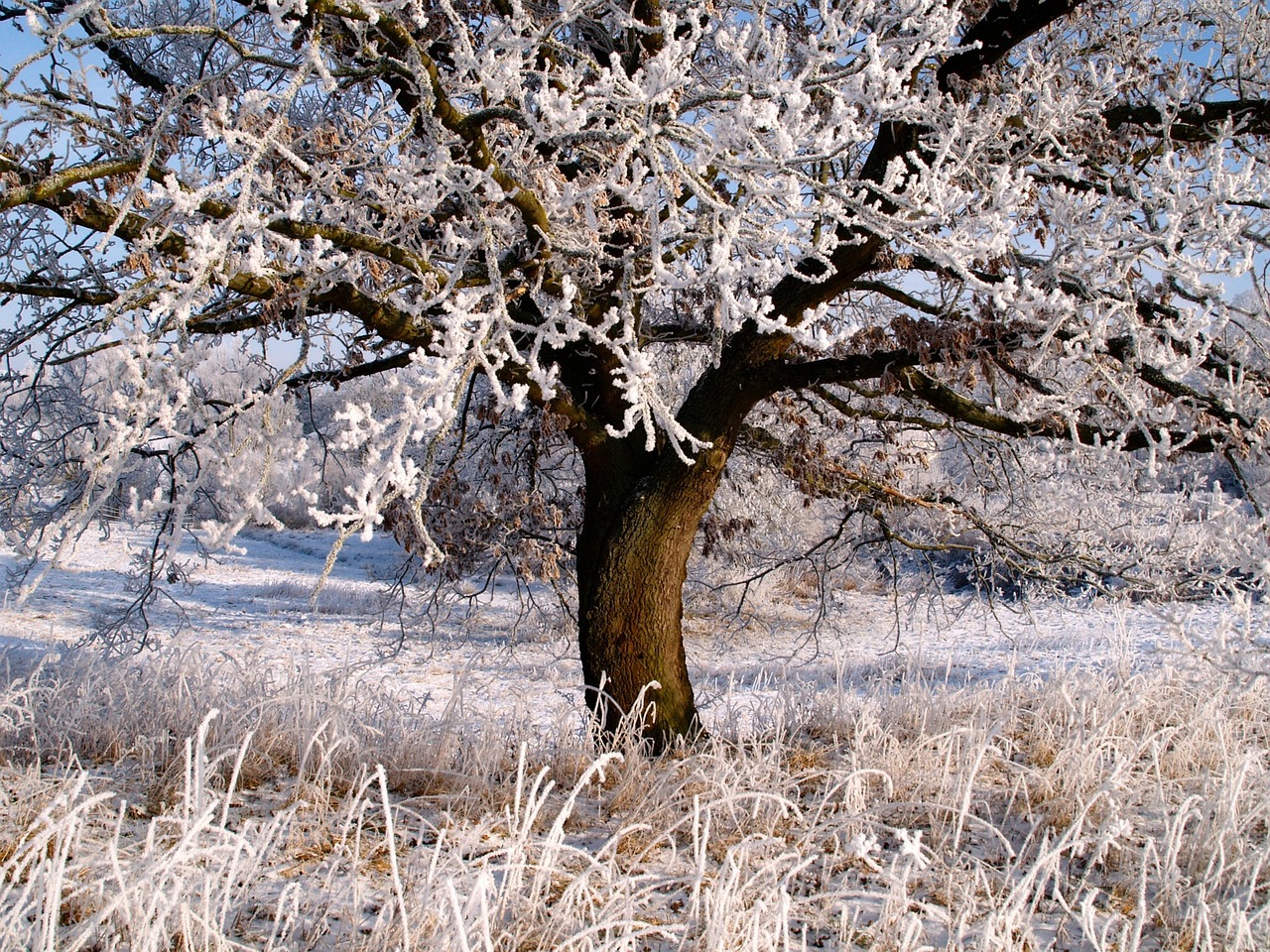 夢(mèng)中的雪舞，一場(chǎng)飄灑的冬日之夢(mèng)