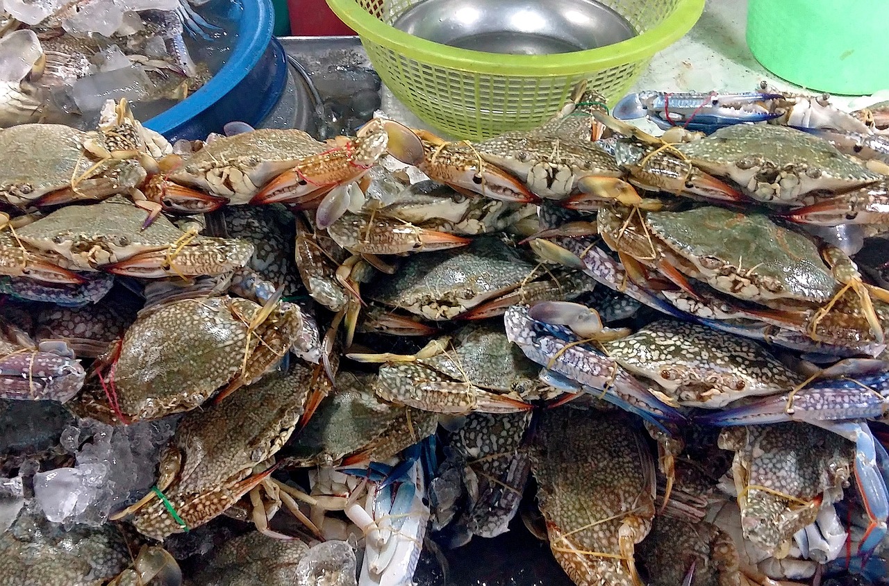 夢(mèng)中奇遇，螃蟹與魚的共舞