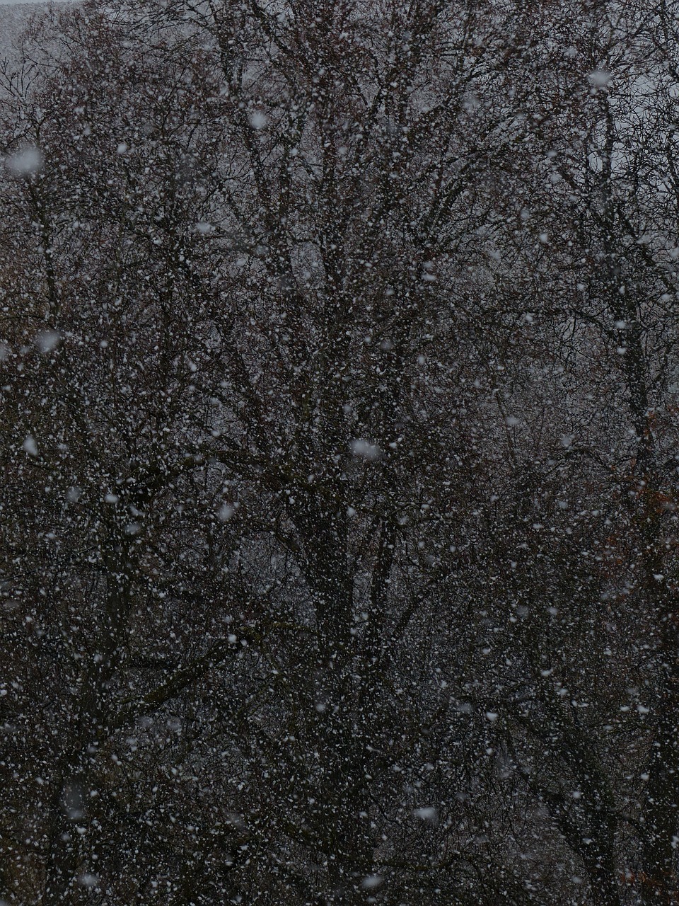 夢中雪舞，心靈的洗禮