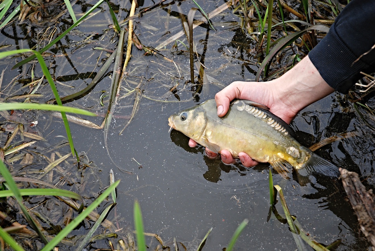 夢釣鯉魚，寓意與啟示