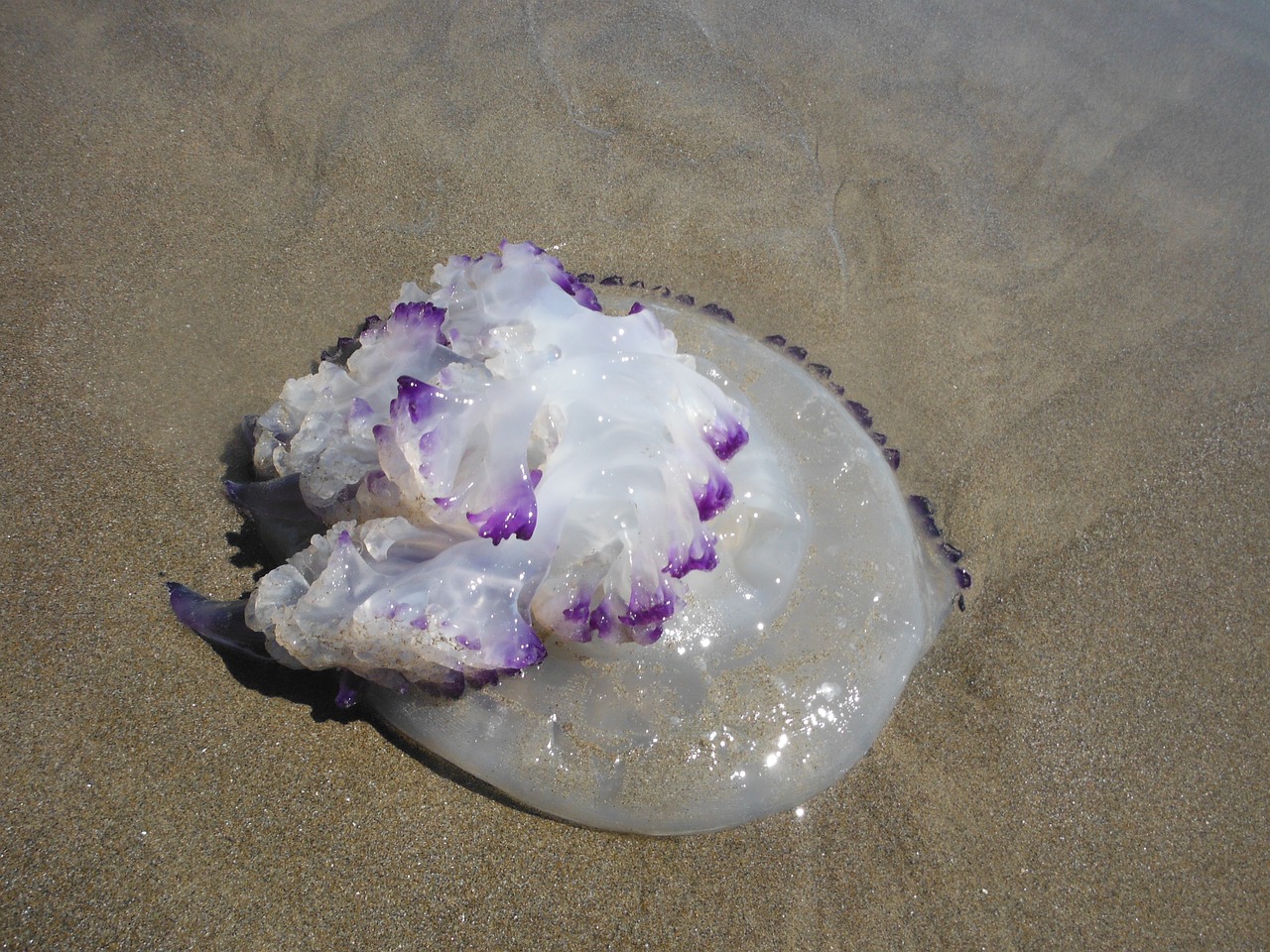 夢(mèng)游深海，與巨大的魚(yú)共舞
