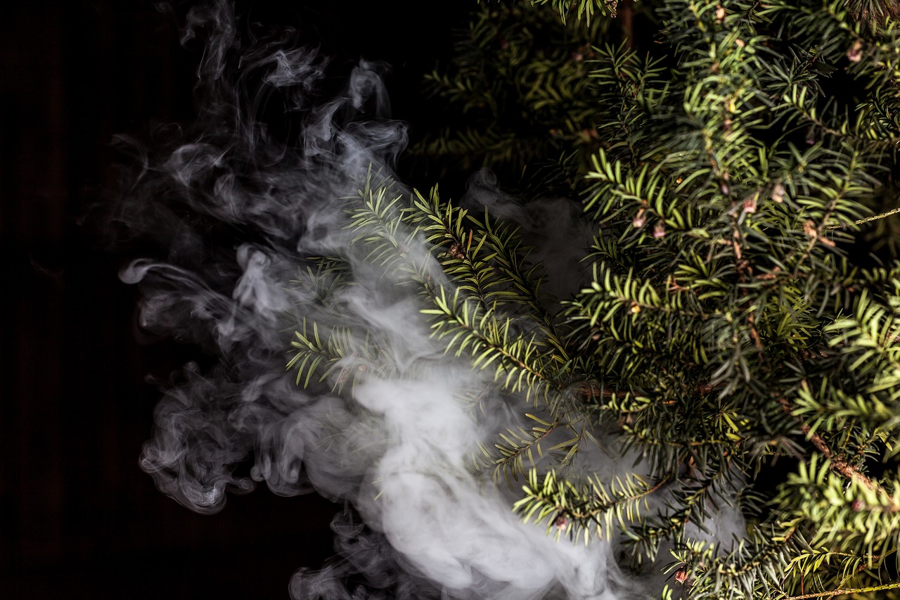 蒸汽朋克風(fēng)格的植物大戰(zhàn)僵尸,植物刺客,一款無需付費的游戲 蒸汽朋克風(fēng)格的植物大戰(zhàn)僵尸,植物刺客,一款無需付費的游戲