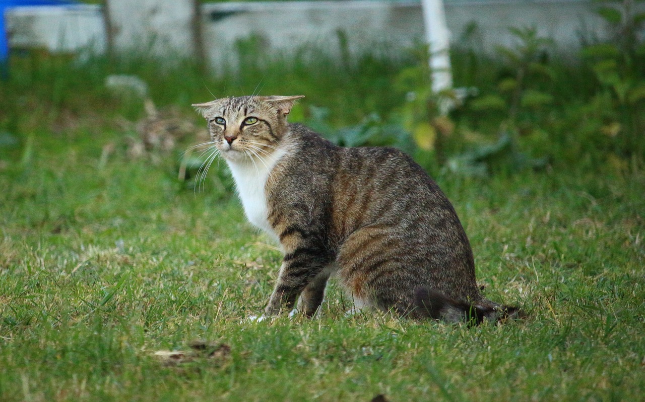 揭秘Kitty貓咪的游戲世界，一款免費、無廣告的休閑游戲