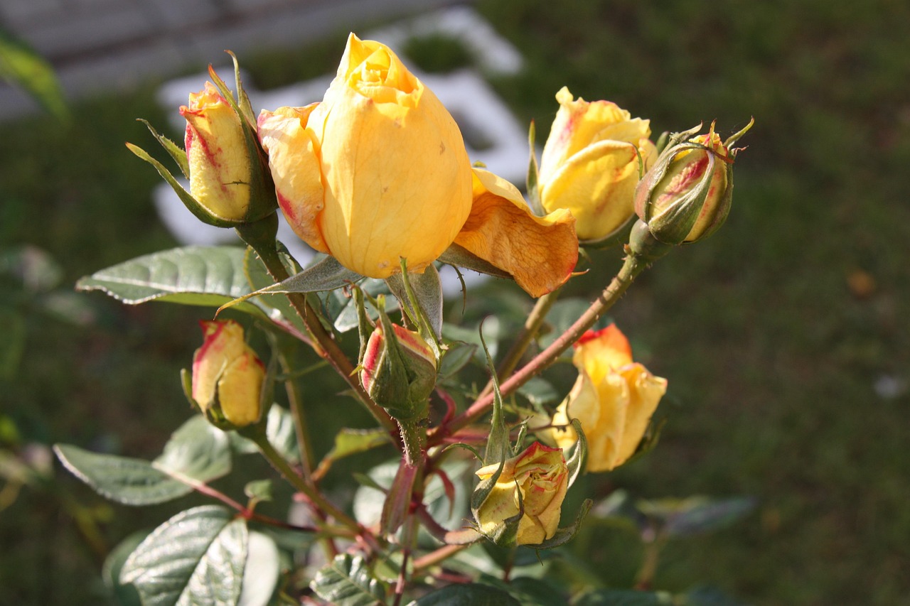 揭秘國(guó)際送花網(wǎng)站排名，為您推薦全球最優(yōu)質(zhì)的鮮花配送平臺(tái)