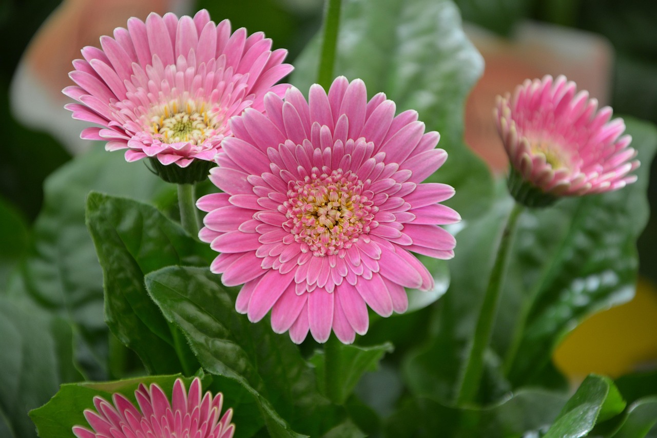 夢(mèng)中畫(huà)花，綻放心靈的藝術(shù)之旅
