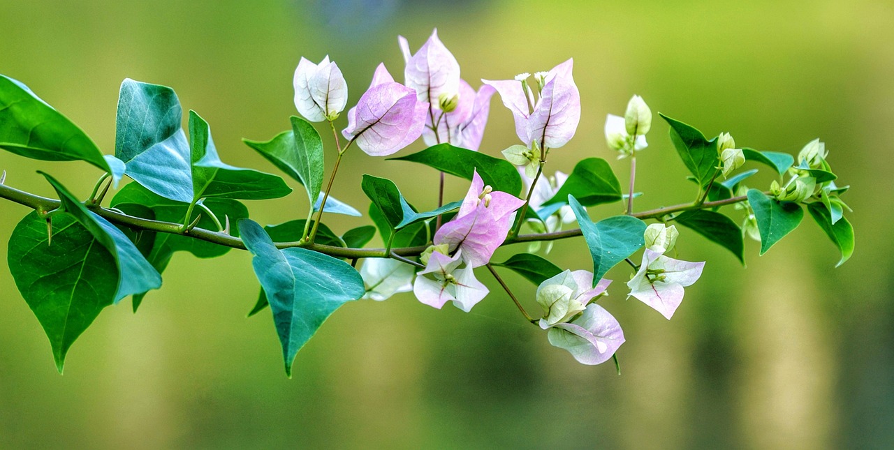 夢(mèng)中桐樹花開，寓意何在？