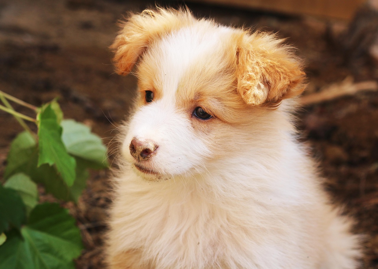 犬舍注冊(cè)全攻略，流程、注意事項(xiàng)及必備材料