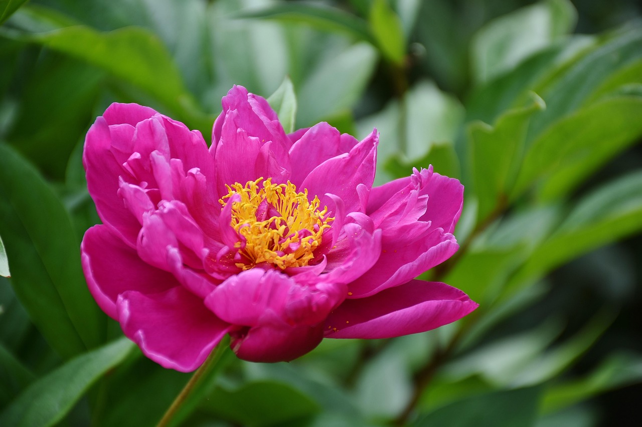 花啦花啦注冊難題解析，常見問題及解決方案