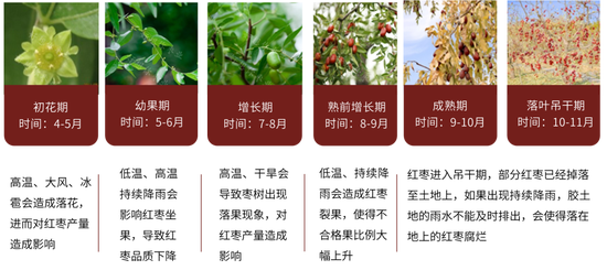 紅棗：宏觀回暖支撐，基本面改善暫有限