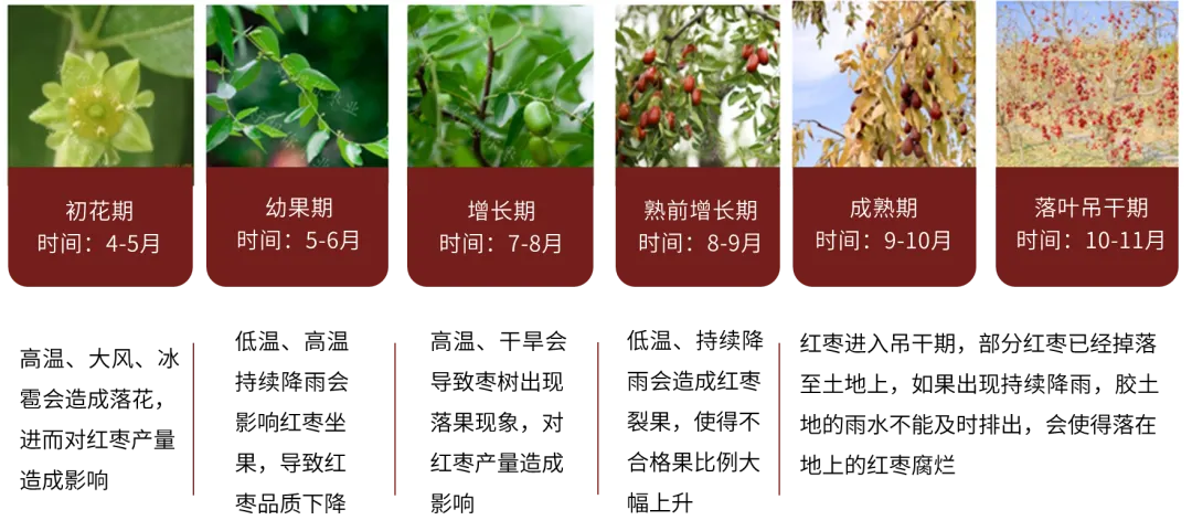 紅棗：新季棗尚未集中下樹 棗農(nóng)挺價情緒偏強(qiáng)